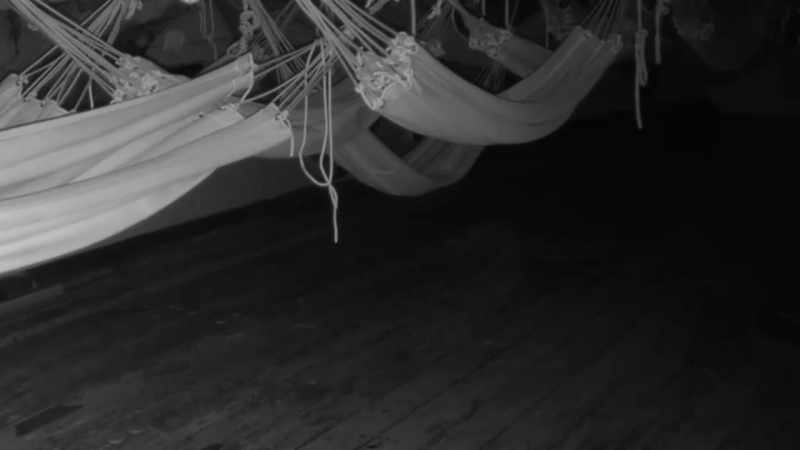 Schrader: And once it passes by that hammock, it moves