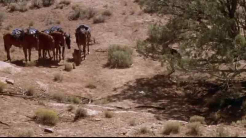 Schrader, get rid of the horses!