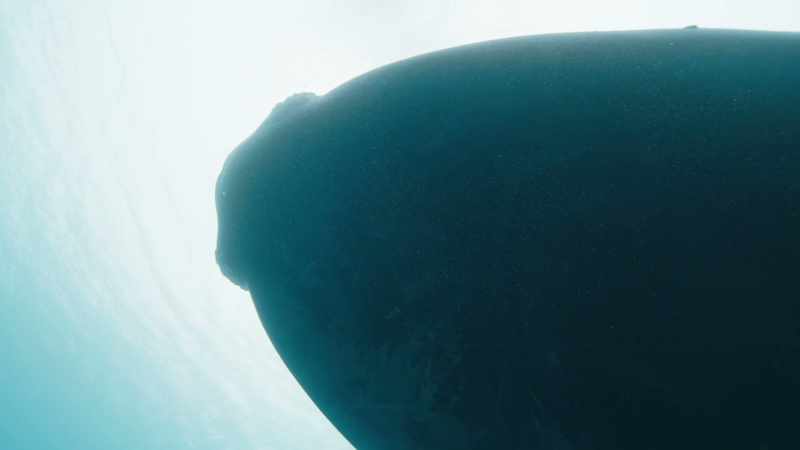 Scientists are now learning a great deal about these whales