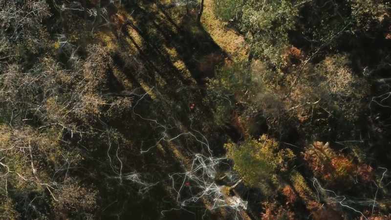 Scientists call it the mycorrhizal network
