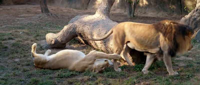 Scientists classify this in a family called Felidae