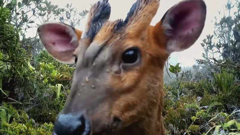 Scientists hope research cameras might finally record