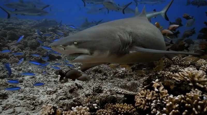 Scientists talk about boldness in some sharks versus