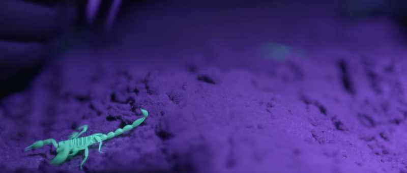 Scorpions have a very slow metabolism