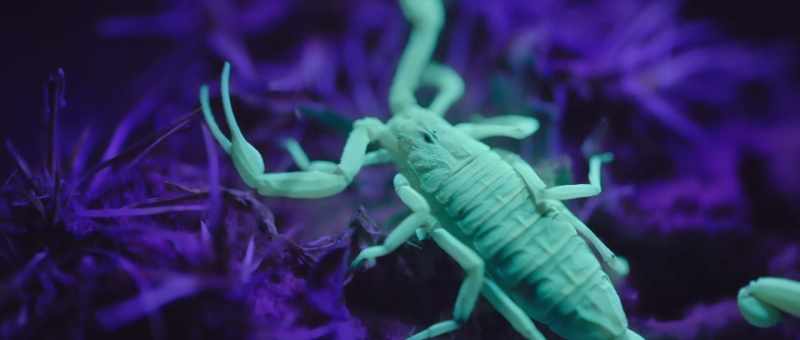Scorpions have barely changed in 400 million years