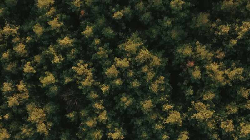 SCOTT JENKINS: There's just not pine trees