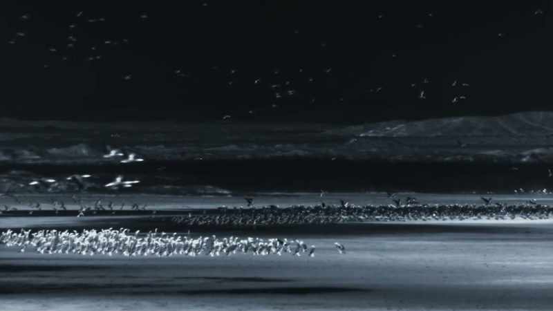 Sea birds come here to roost in their thousands