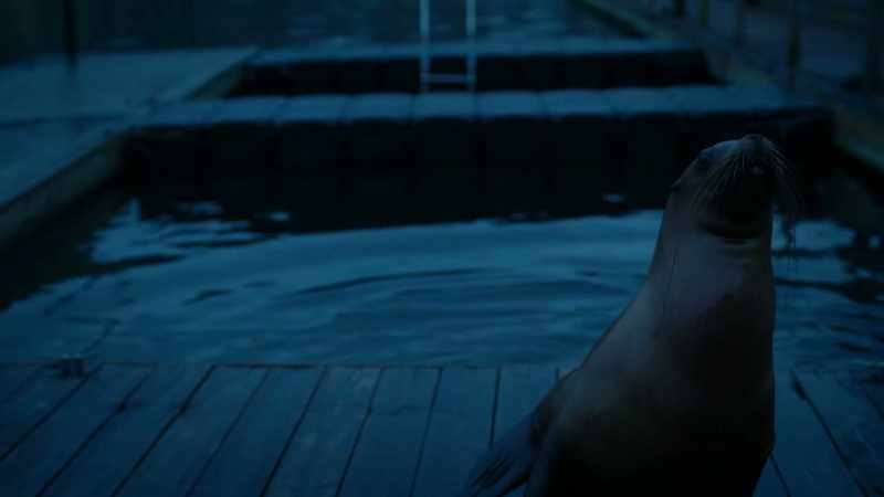 [sea lion barking]