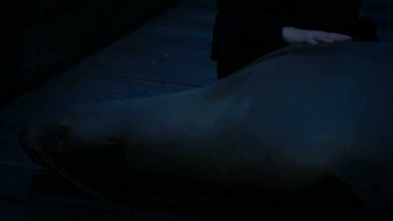 [sea lion breathing]