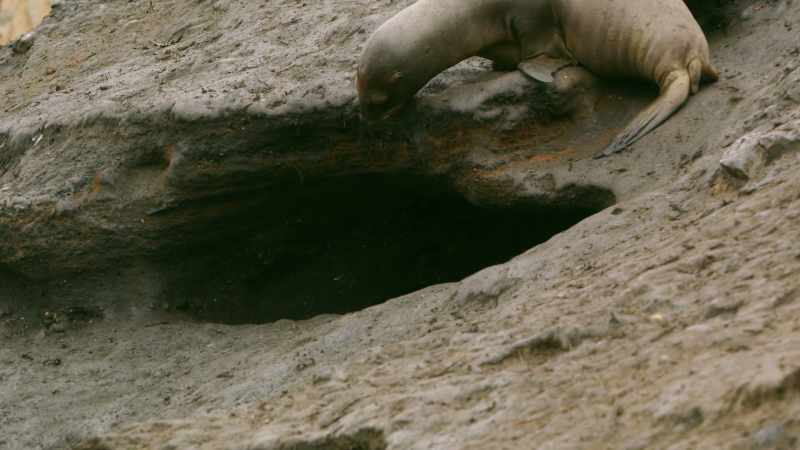 (SEA LION GROWLS)