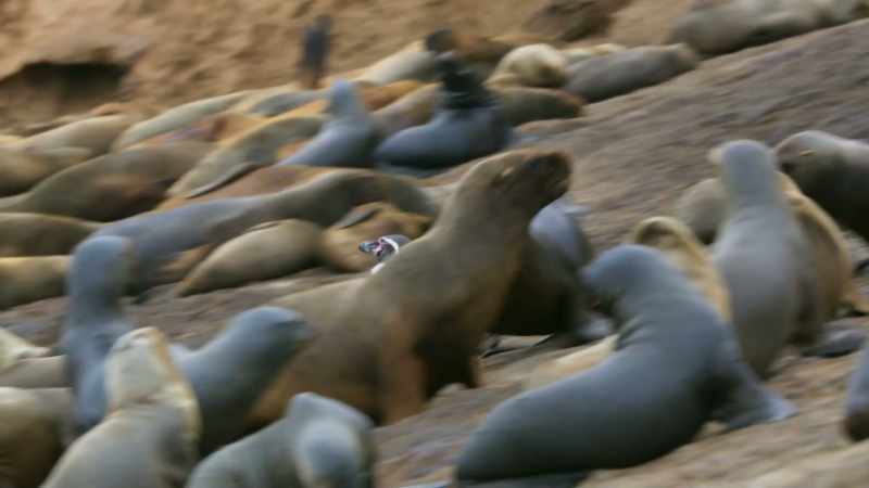 (SEA LIONS BARK)