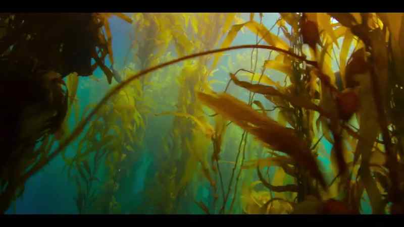 Sea lions soar through the branches
