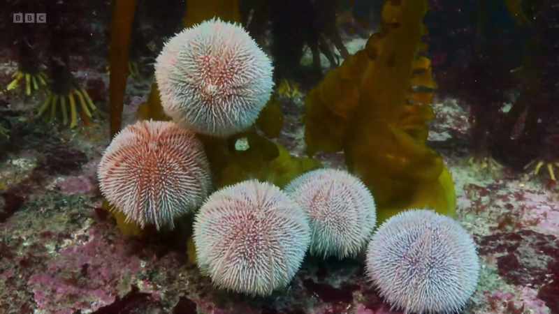 Sea urchins are devouring the furbellow