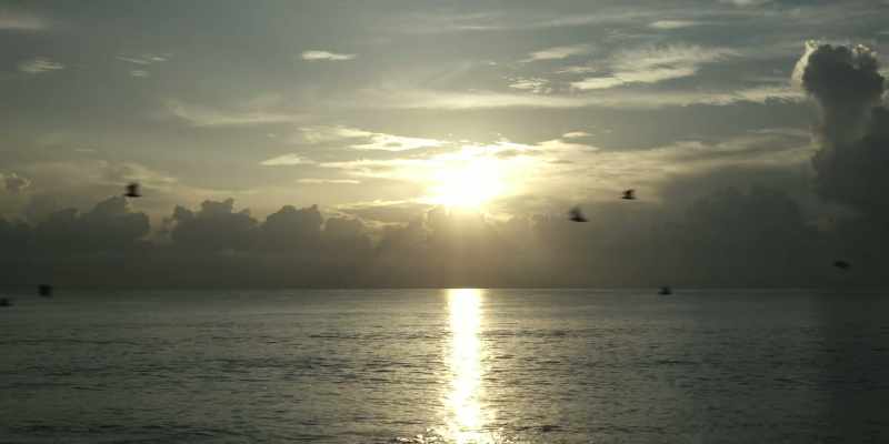 [seabirds squawking]