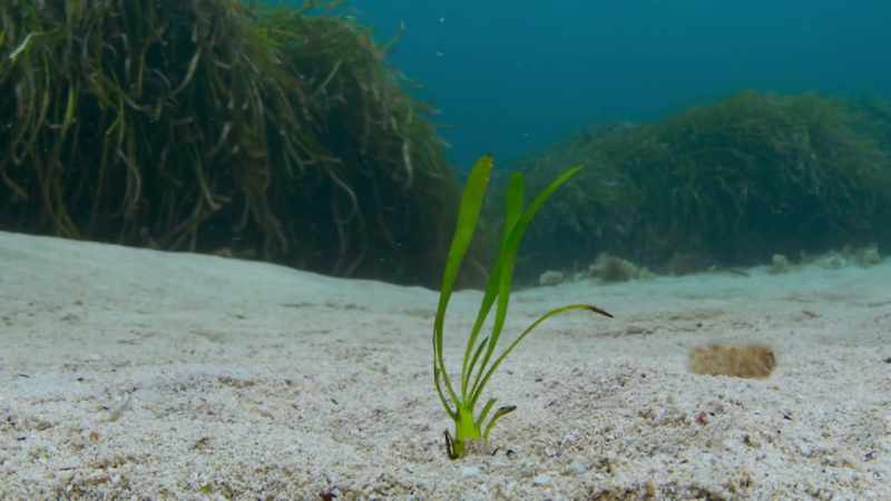 Seagrass could be a valuable ally