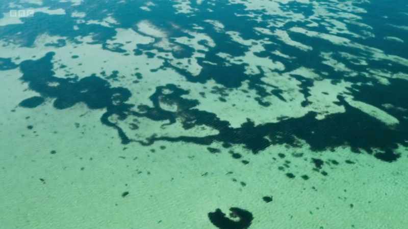 Seagrass is important globally because it collects carbon