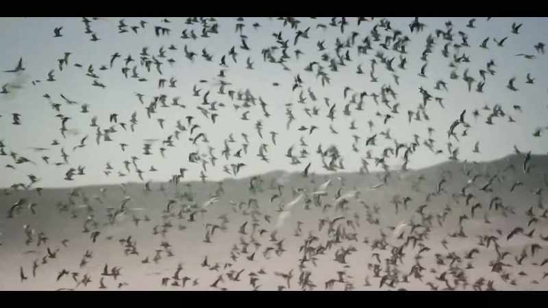 [SEAGULLS SQUAWKING]
