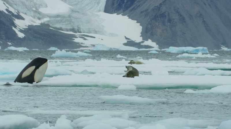 SEAL GROWLS