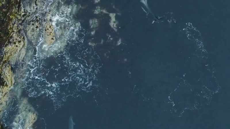 Seal-hunting orca know exactly how to exploit time and tide