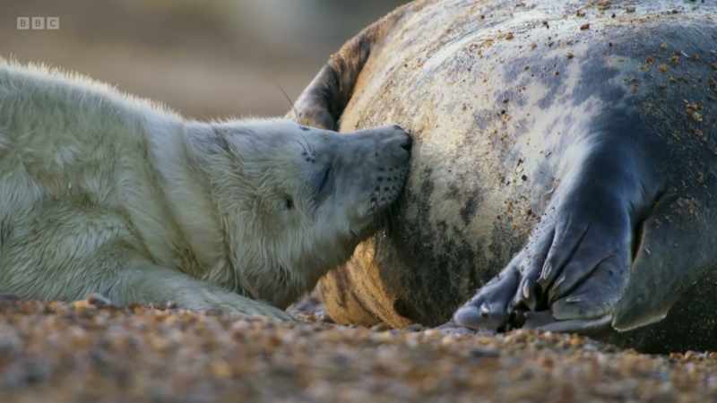 Seal milk is more than 50% fat