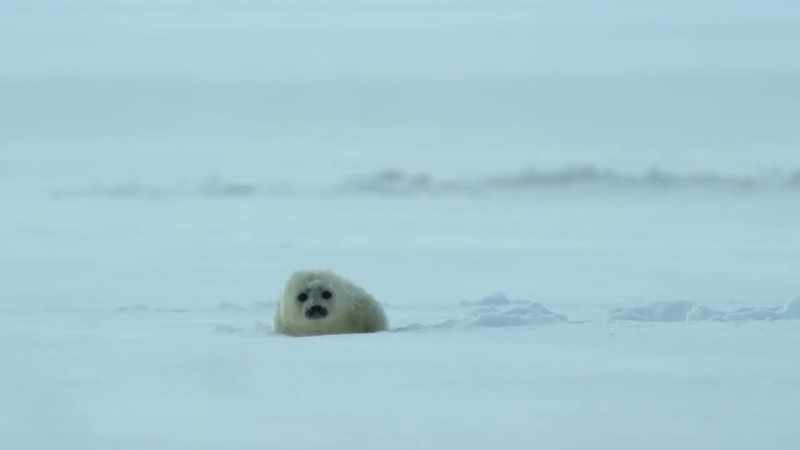 [seal pup whimpering]