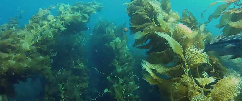 Seaweeds actually draw down