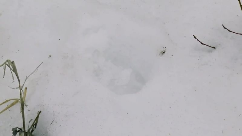 See that big old moose track? Boy, those things are big