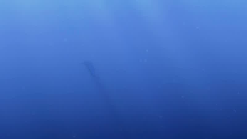See, he's swimming away