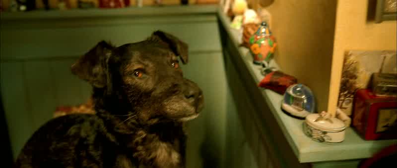See how lovinglyhe still stares at his master?