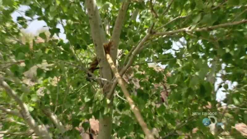 SEE, IF WE CAN SOMEHOW REACH THIS TREE -- HANG ON