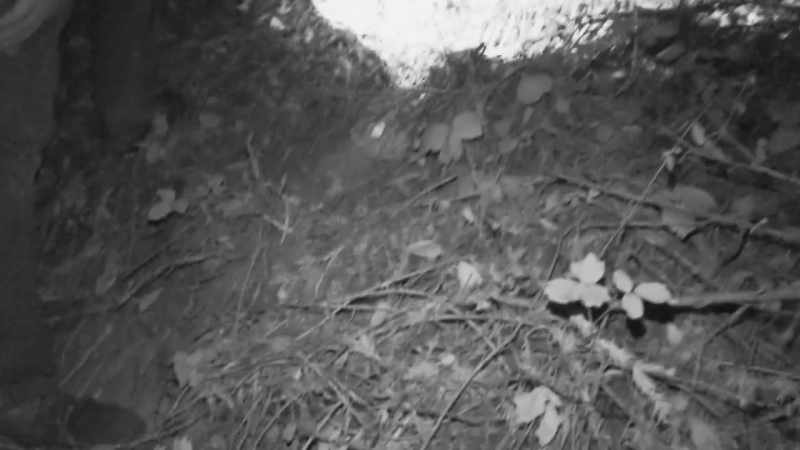 See this trail? Something big has been using this