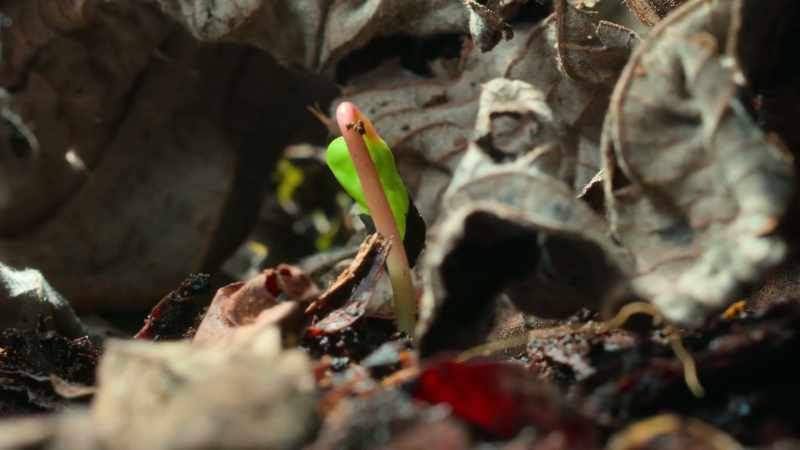 Seeds that have laid dormant start small but aim high