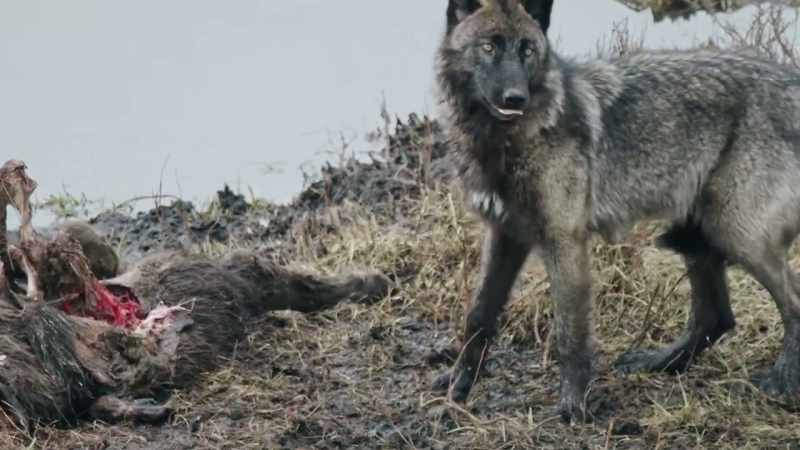 Seeing that blacktail's alone