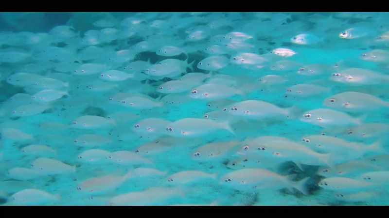 Seems like my whole life, I've been swimming