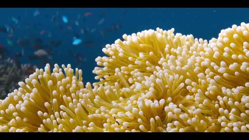 sending shockwaves across the reef