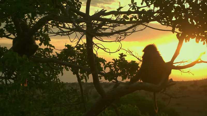 # Serengeti