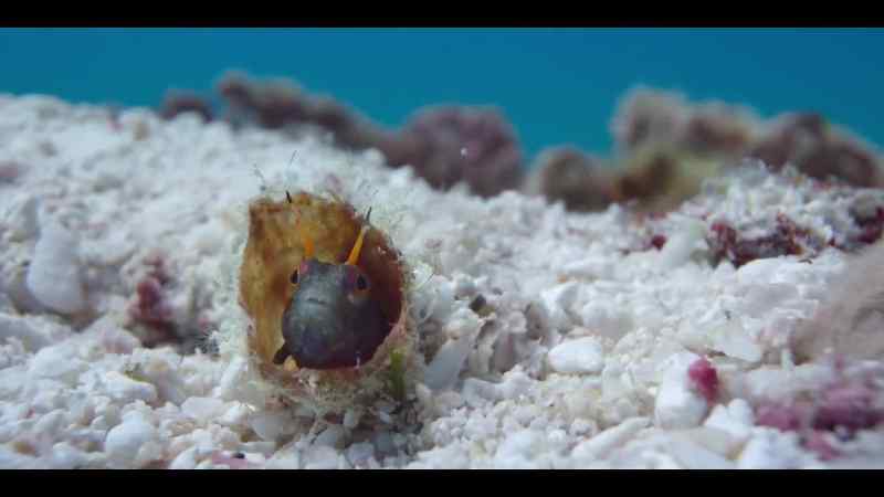 Several two-inch-long males are keen to compete for her attention
