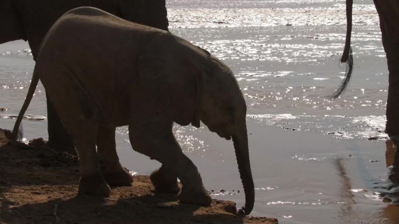 Shaka and Sheba, have never seen a river before