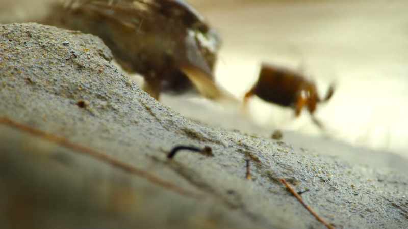 Shake a crab hard enough and it will sacrifice its claw