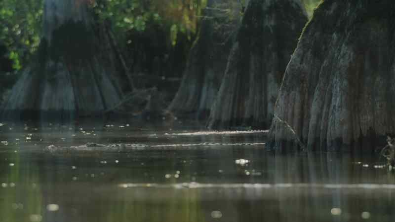 Shamosuchus. Fifteen-feet-long predators