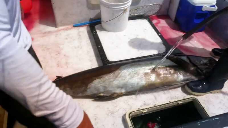 [shane] I know this fish is going to feed some people