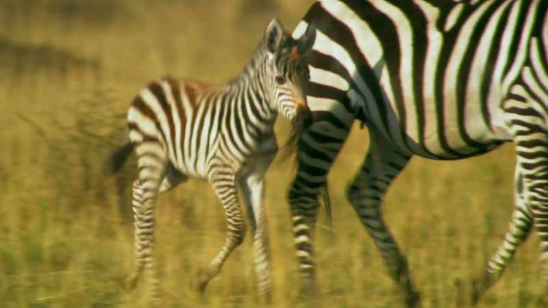 Shani and her foal endured an arduous trek to get here