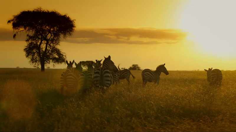 Shani and her foal join those who have lived to see another day