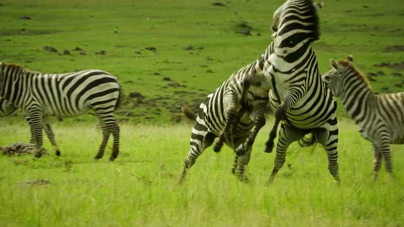 Shani's stallion is being challenged by another