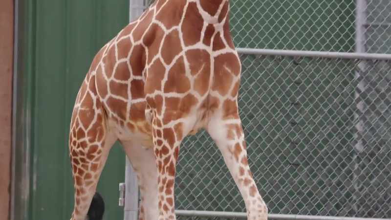 Shannon: When you watch a giraffe run