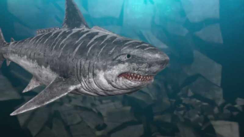 [shark growls]