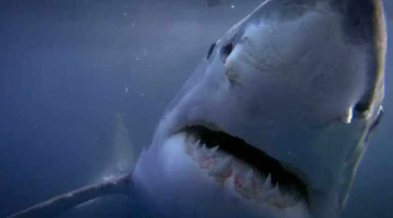 Sharks are far from their minds when they jump in to snorkel