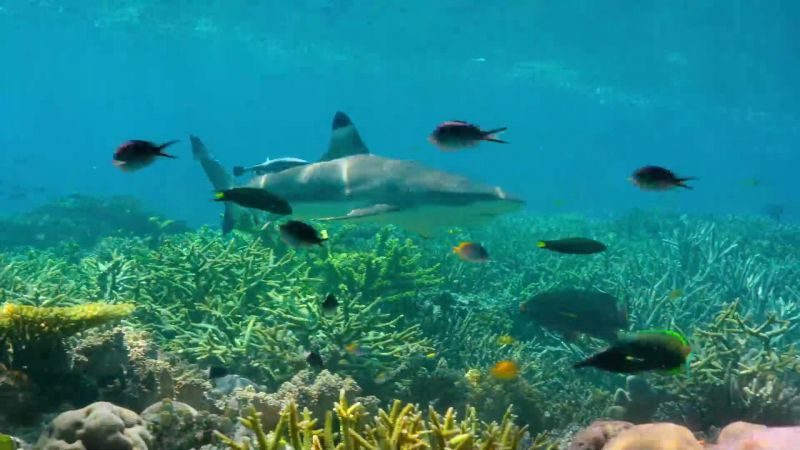 Sharks are returning to local reefs