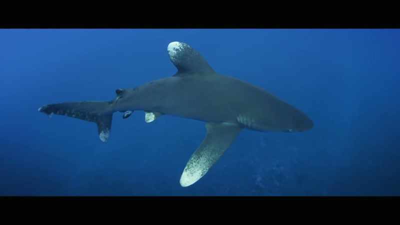 Sharks are the ultimate apex predators