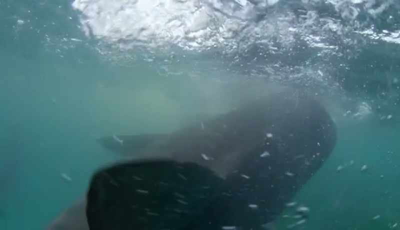 Sharks can bite with such power and speed
